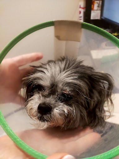 Oftalmología Veterinaria Visionvet en Sevilla