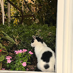 Photo n°1 de l'avis de madeline.i fait le 28/09/2022 à 12:41 sur le  Ristorante  Il Barcaiolo  à Mazzarò