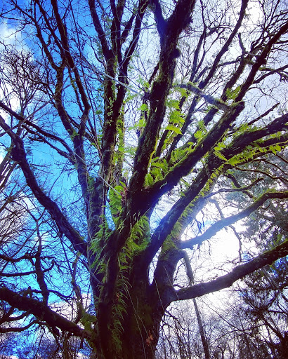 Park «West Hylebos Wetlands Park», reviews and photos, 411 S 348th St, Federal Way, WA 98003, USA