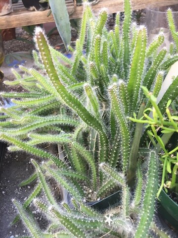 Florist «Ames Greenhouse», reviews and photos, 3011 S Duff Ave, Ames, IA 50010, USA