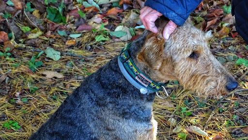 Dog Trainer «Awesome Dawgs Dog Training LLC», reviews and photos, 3052 Pricetown Rd, Temple, PA 19560, USA