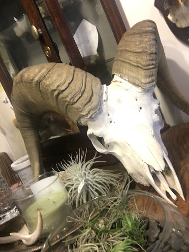 Gift Shop «Natural Selection», reviews and photos, 39 St Lawrence Ave, Reno, NV 89509, USA