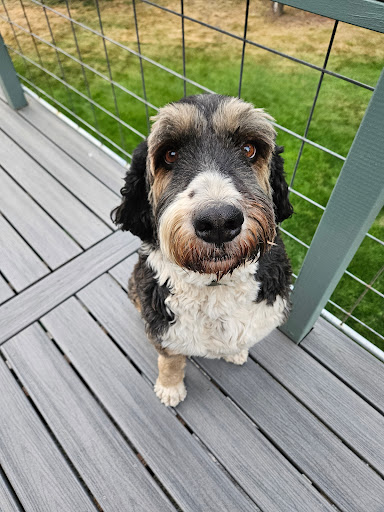 Sunset Animal Hospital image