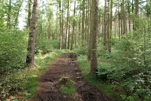Stainburn Forest image