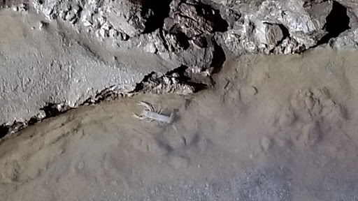 Tourist Attraction «Indiana Caverns», reviews and photos, 1267 Green Acres Dr SW, Corydon, IN 47112, USA