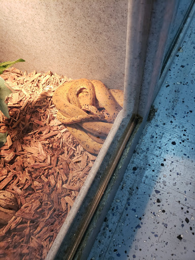 Reptile Store «LLLReptile & Supply Las Vegas», reviews and photos, 8450 W Sahara Ave #105, Las Vegas, NV 89117, USA