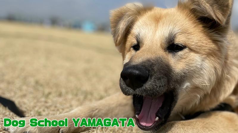 Dog School YAMAGATA