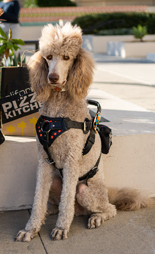 Mobility Service Dogs-West Coast Project DBA MobilityDog