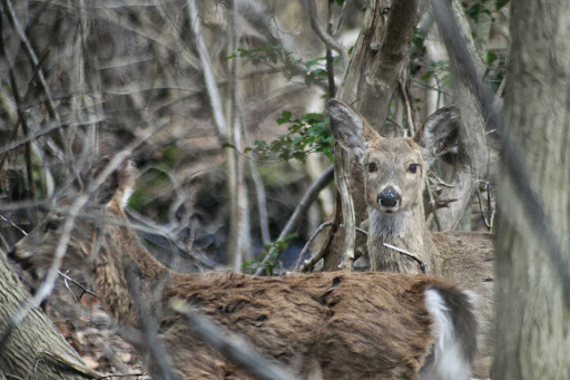 Nature Preserve «Seatuck Environmental Association», reviews and photos, 550 S Bay Ave, Islip, NY 11751, USA