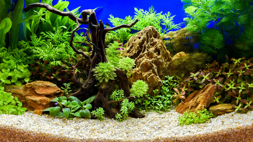 Aquarium «Syracuse Aquarium & Pond Supply», reviews and photos, 4618 North St, Jamesville, NY 13078, USA