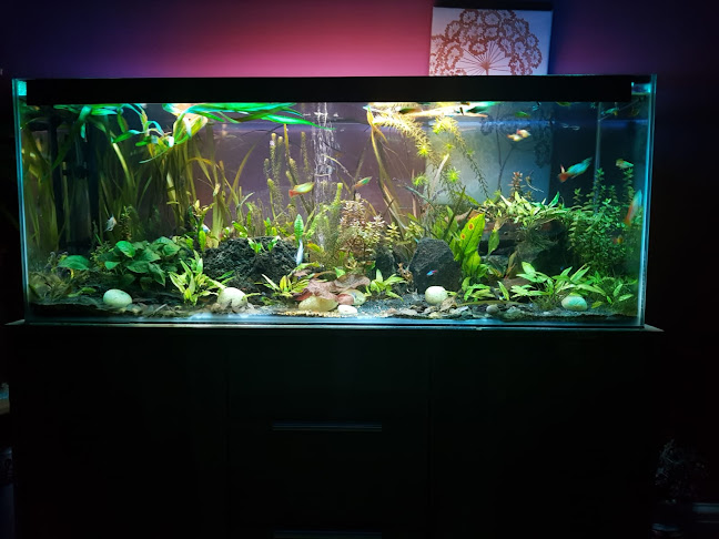 Aquarium and pond fish fromfryfishfarm - Real estate agency