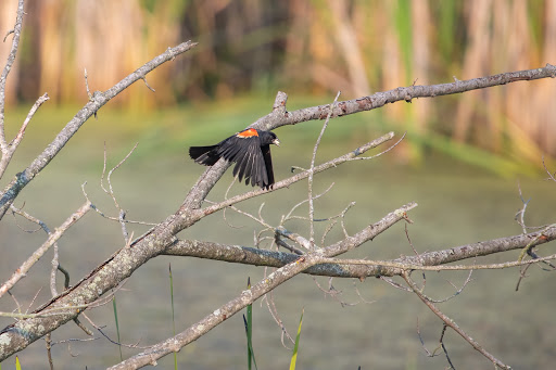 Nature Preserve «Lakewood Forest Preserve», reviews and photos, 27277 N Forest Preserve Rd, Wauconda, IL 60084, USA