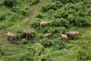 Elephant Conservation Center, Luang Prabang image