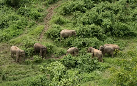 Elephant Conservation Center, Luang Prabang image