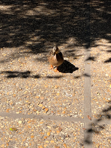 Art Museum «Briscoe Western Art Museum», reviews and photos, 210 W Market St, San Antonio, TX 78205, USA