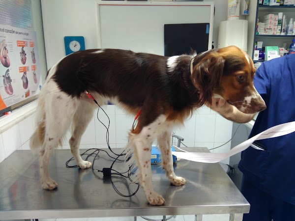 Hospital Veterinario Benalmadena Costa