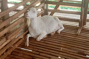 Saanen Goat Farm Balik Pulau image