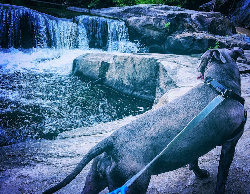 State Park «Alapocas Run State Park», reviews and photos, 1914 W Park Dr, Wilmington, DE 19803, USA