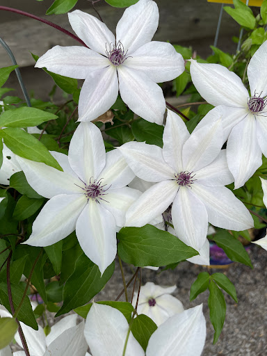 Pet Groomer «Grove City Agway & Pets», reviews and photos, 111 Breckenridge St, Grove City, PA 16127, USA