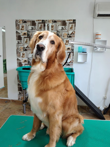 Подстригване на кучета, груминг - Салон за Красота