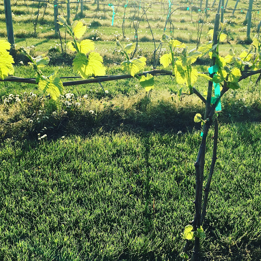 Winery «Third Hill Winery @ DeMello Vineyards», reviews and photos, 2110 Quicksburg Rd, Quicksburg, VA 22847, USA