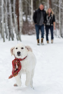 Dogs About Bend - Photo 7 - Car repair in , Bend