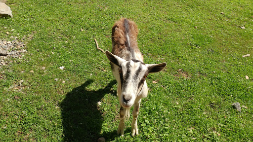 Antique Store «Chelsea Forge Antiques & Design», reviews and photos, 118 County Rd 627, Phillipsburg, NJ 08865, USA