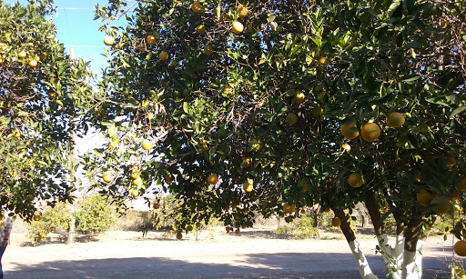 Produce Market «Orange Patch», reviews and photos, 2717 E Lehi Rd, Mesa, AZ 85213, USA