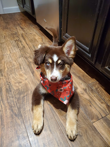 Pet Supply Store «PetSmart», reviews and photos, 1013 W University Ave, Georgetown, TX 78628, USA