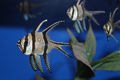 Pet Store «Pet World», reviews and photos, 7585 W 10th Ave, Lakewood, CO 80214, USA