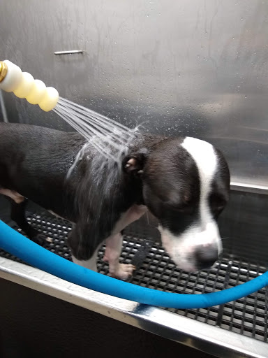 Pet Supply Store «Pet Supplies Plus», reviews and photos, 7236 Fishers Crossing Dr, Fishers, IN 46038, USA