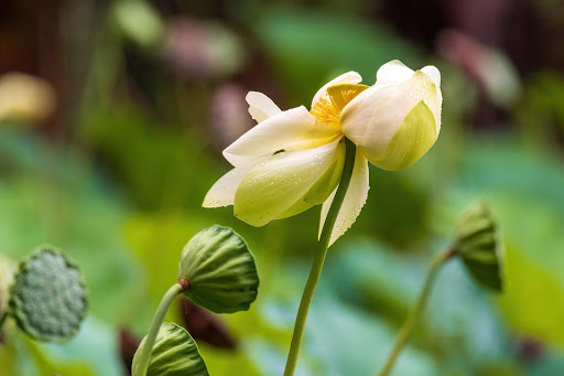 Non-Profit Organization «Dauset Trails Nature Center», reviews and photos, 360 Mt Vernon Church Rd, Jackson, GA 30233, USA