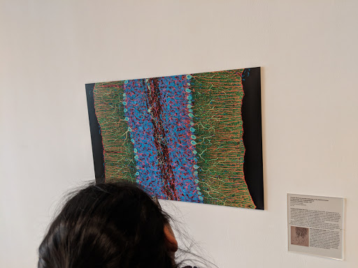 Art Gallery «Grey Art Gallery», reviews and photos, 100 Washington Square E, New York, NY 10003, USA