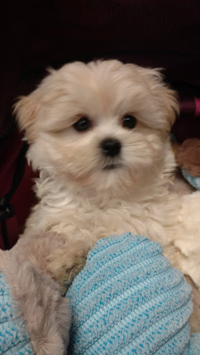 Pet Store «Dream Puppys», reviews and photos, 1461 Westgate Pkwy, Dothan, AL 36303, USA