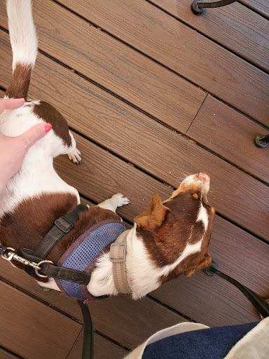 Vineyard «Olalla Vineyard & Winery», reviews and photos, 13176 Olalla Valley Rd SE, Olalla, WA 98359, USA