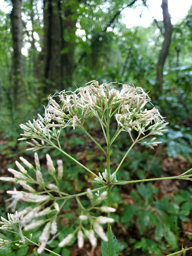 Nature Preserve «Eidolon Nature Preserve», reviews and photos, 2146 Orleans Rd, Great Cacapon, WV 25422, USA