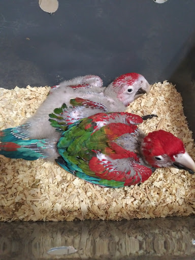 Bird Shop «Gallegos Pet Shop», reviews and photos, 3131 W 80th St, Hialeah, FL 33018, USA