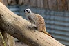 Secret Valley Wildlife Park Logo, Ireland, Park
