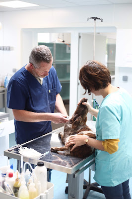 Clinique Vétérinaire du Kerniol à Vannes