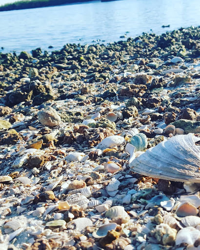 Nature Preserve «Apollo Beach Preserve», reviews and photos, 6760 Surfside Blvd, Apollo Beach, FL 33572, USA