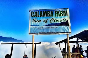Calamba Farm Sea of Clouds Maragusan image