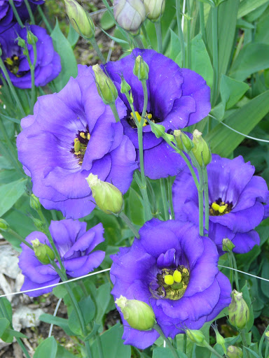 Heritage Museum «Hillwood Estate, Museum & Gardens», reviews and photos, 4155 Linnean Ave NW, Washington, DC 20008, USA