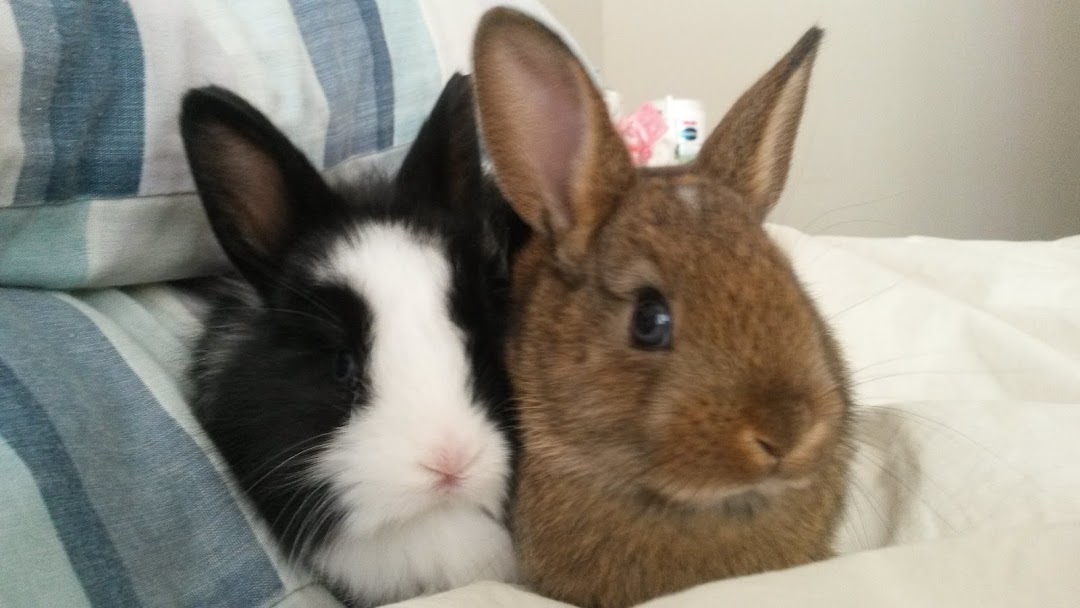 MI bunnies