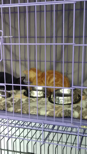 Pet Supply Store «Petco Animal Supplies», reviews and photos, 444 N Santa Cruz Ave, Los Gatos, CA 95030, USA