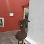 Photo n°4 de l'avis de Sara.u fait le 02/08/2022 à 08:41 sur le  Le Petit Cafe à Numana