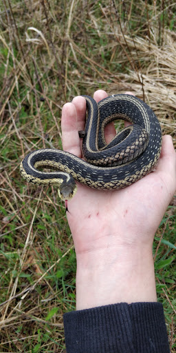 Bird Watching Area «Haehnle Sanctuary», reviews and photos, Seymour Rd, Pleasant Lake, MI 49272, USA