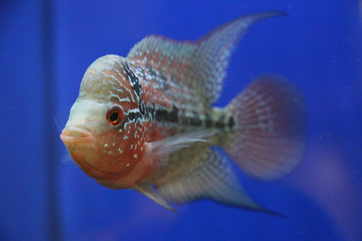 Tropical Fish Store «Ocean Gallery», reviews and photos, 980 US-22, North Plainfield, NJ 07060, USA