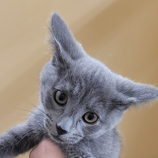 Pet Store «PV Pets», reviews and photos, 233 S Broadway, Pennsville, NJ 08070, USA