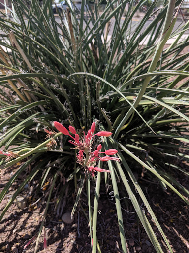 Park «Bicentennial Park», reviews and photos, 16705 N Nash St, Surprise, AZ 85378, USA