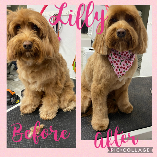 Pet Store «DipidyDawg Gourmet Dog Bakery & Boutique», reviews and photos, 21301 S Tamiami Trail Suite 430, Estero, FL 33928, USA